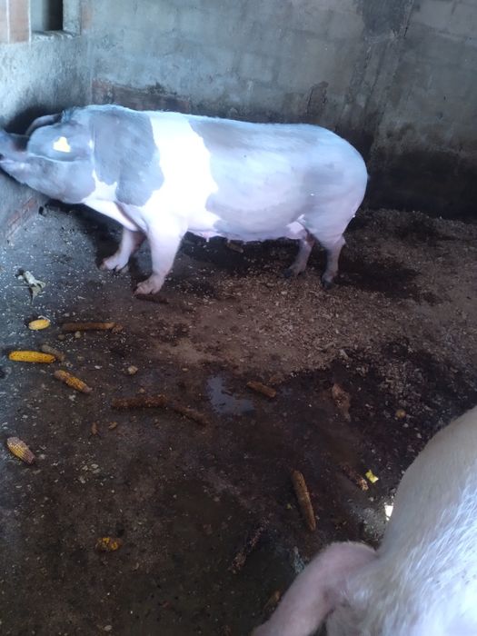 Porca 150kg 200euros