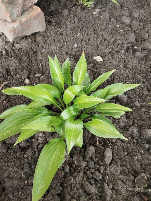 Продам хости та інші рослини.