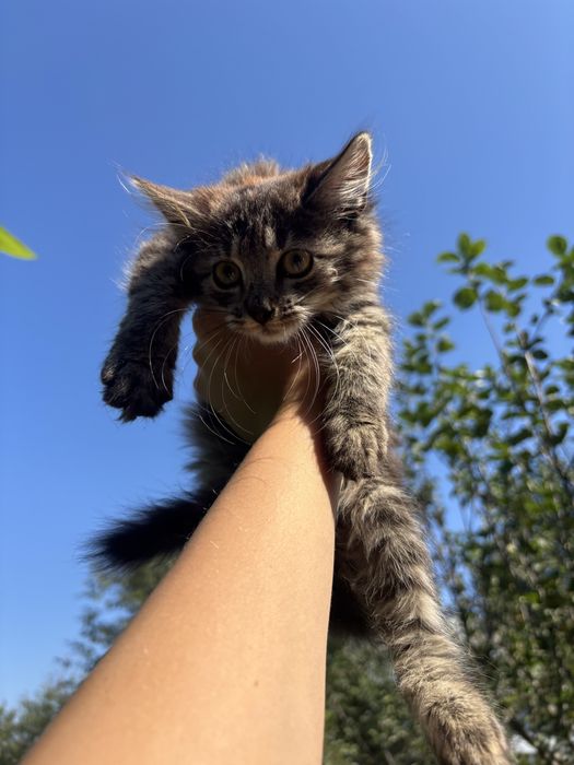 Котики бесплатно в хорошие руки, ласковые