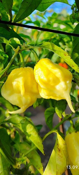 Carolina Reaper-надгострий перець 3 шт.