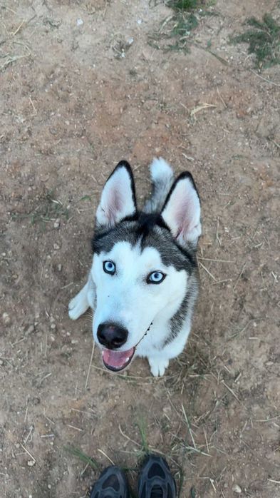 Szukam dobrego domku dla husky