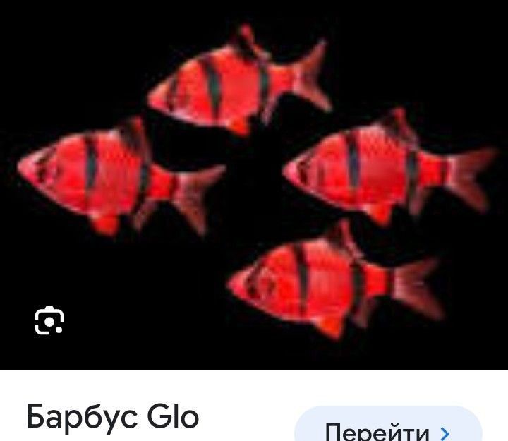 Продам аквариумных рыбок