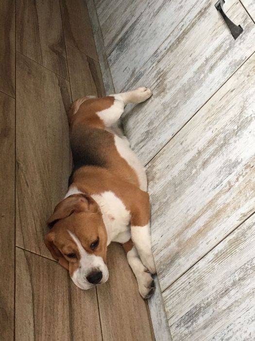 Бігль, бигль, в'язка.