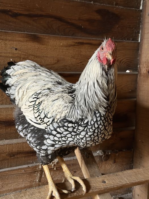 Kogut Wyandotte srebrnołuskowany