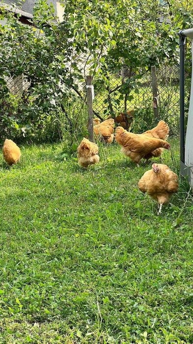 Продам молодняк Орпінтонів.