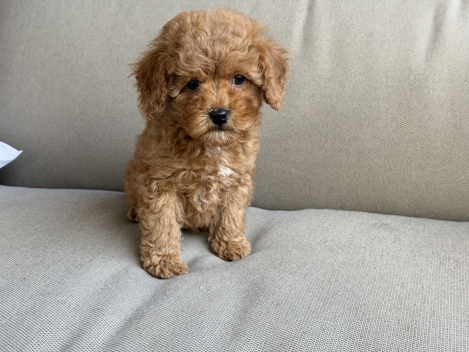 Cavapoo - chlopczyk  ;)