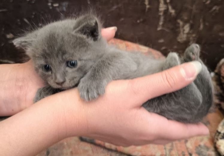 Віддам котенят в добрі руки безкоштовно