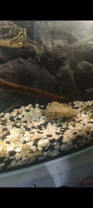 Akwarium profilowane 120l osprzęt zestaw dla żółwia