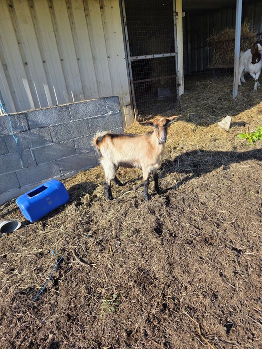 Vendo 3 cabras mochas