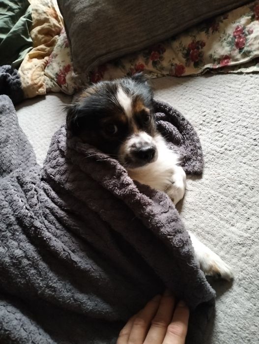 Oddam psa  2 latka w dobre ręce