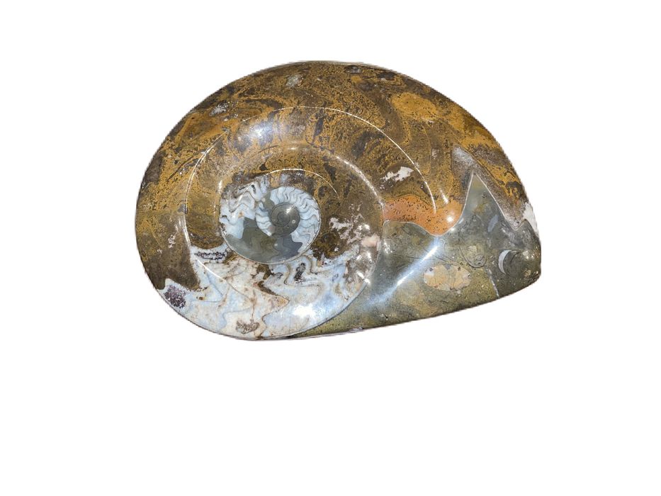 Fossil amonite em pedra mineral