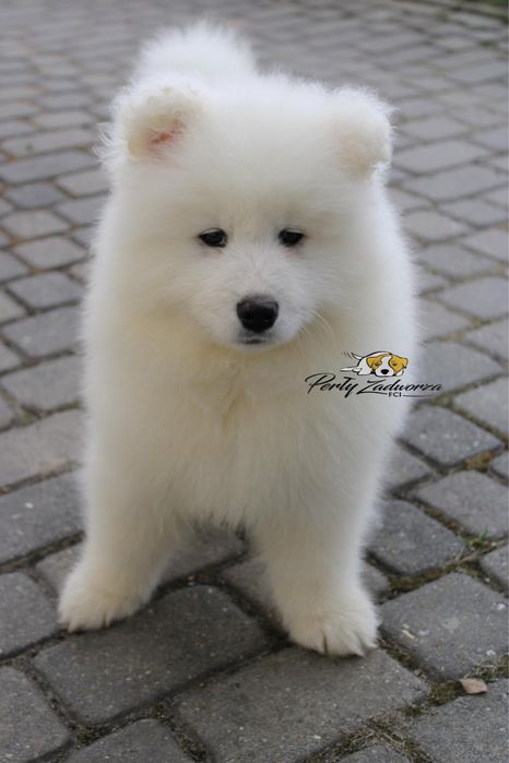 Piesek Samoyed ZKwP FCI