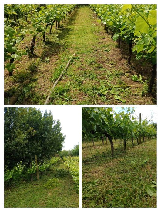 Serviço de limpeza de terrenos (ler descrição)