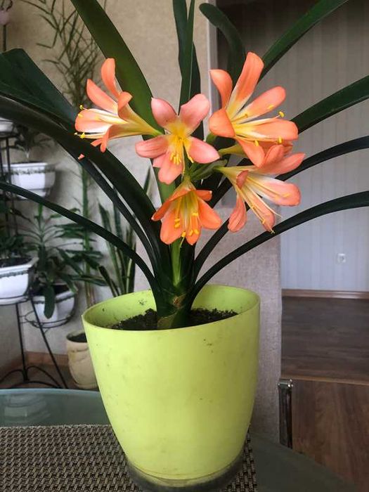 Продам цветущий комнатный цветок