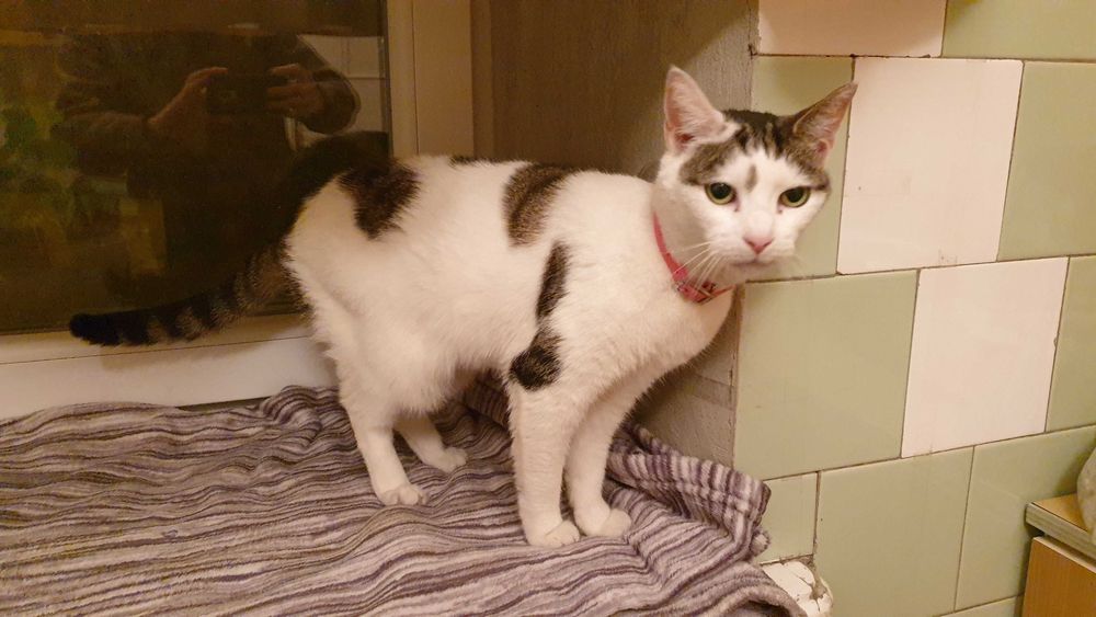 Koty szukają nowego domu