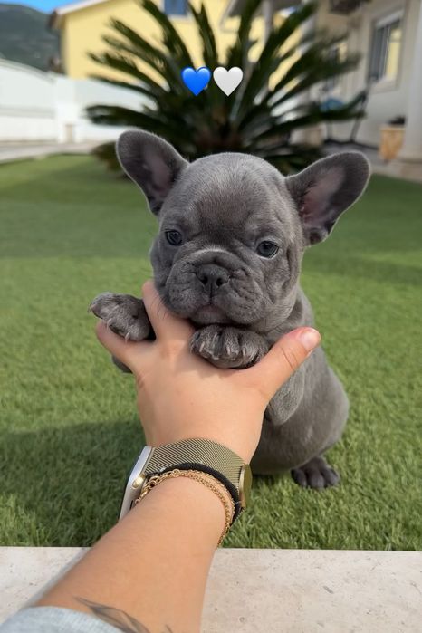 bulldog francês macho