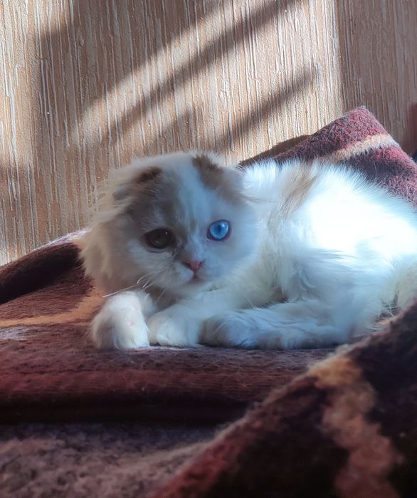 Різноокий шоколадний Арлекін.