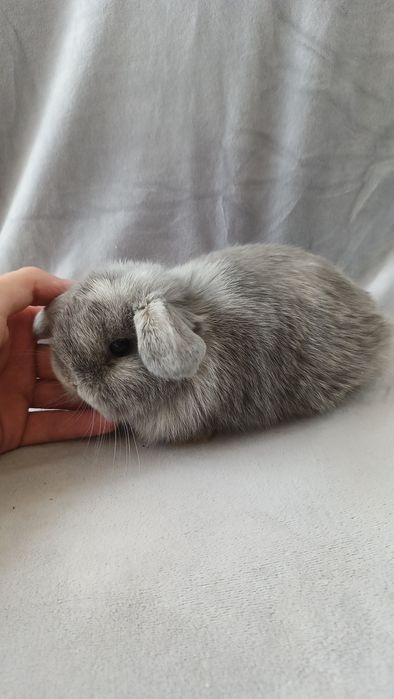 Mini lop króliki karzełek miniaturka baranek hodowla