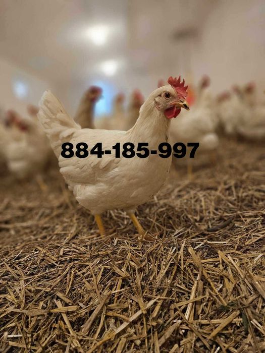 Młode nioski odchowane Sendi Tintet z kremowym jajkiem