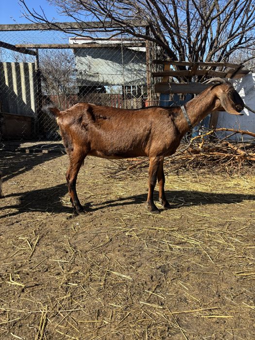 Англо- Нубійська коза