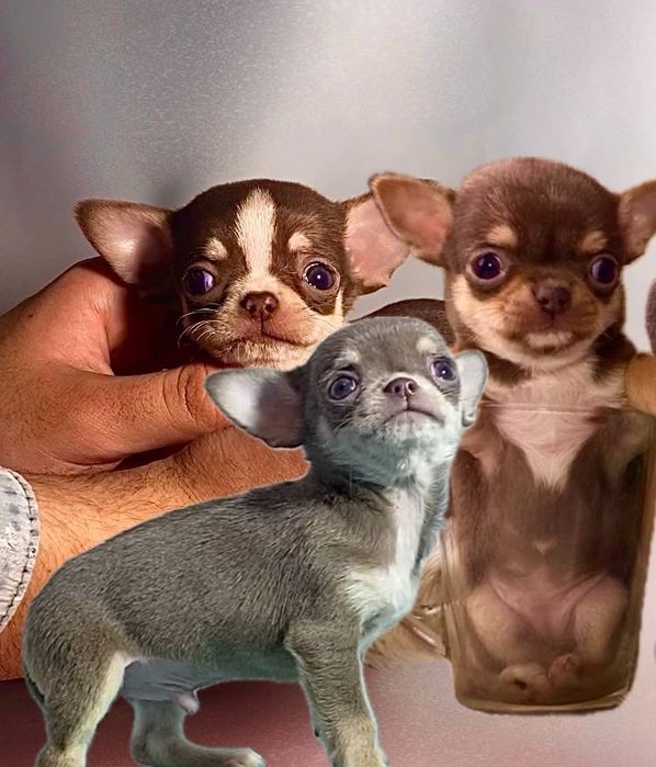 Неймовірні класнючі міні чихуахуа