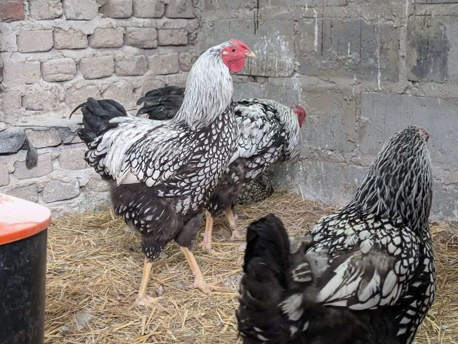 Koguty Brahma Olbrzymia czysty gatunek