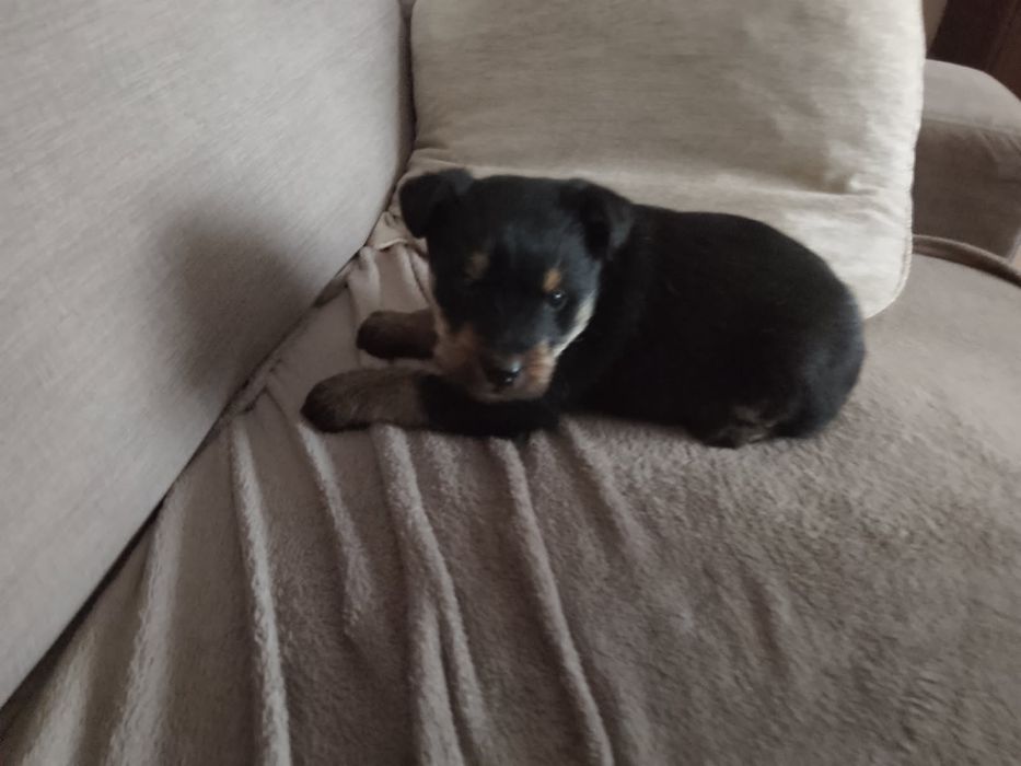 Oddam pieska w dobre ręce