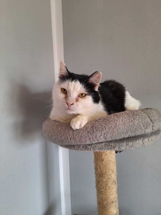 Pokochaj łaciatego kocurka który długo czeka na dom :(