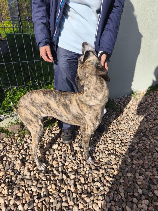 Cadela para adoção