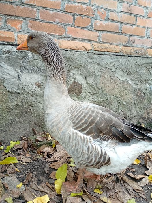 Гусь породы большой серый