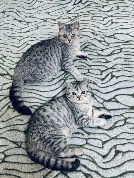 Шотландські кошенята/Scottishcats/Дівчатка