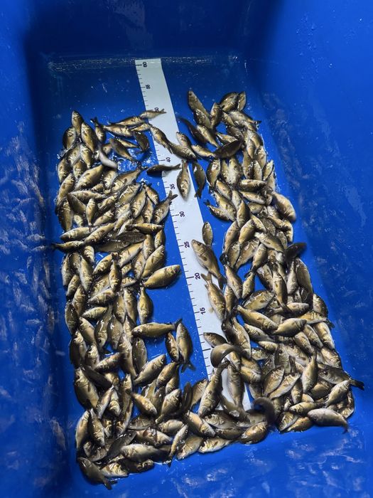 Karp pełnołuski i królewski 4-7 cm