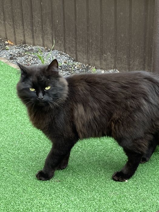 Віддам кішечку  в добрі руки.