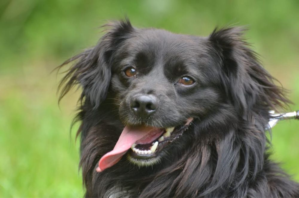 Keno-do adopcji