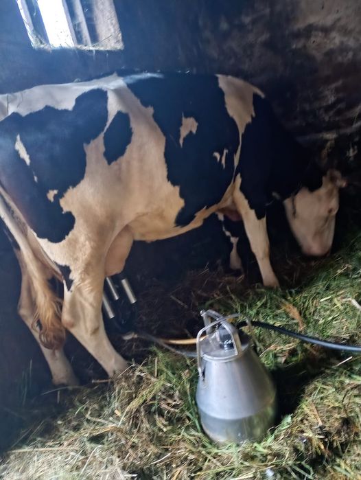 Likwidacja stada - Krowy na sprzedaż