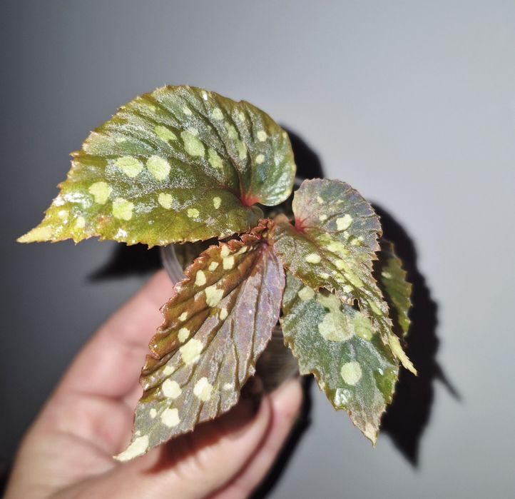 Колекційні бегоніі