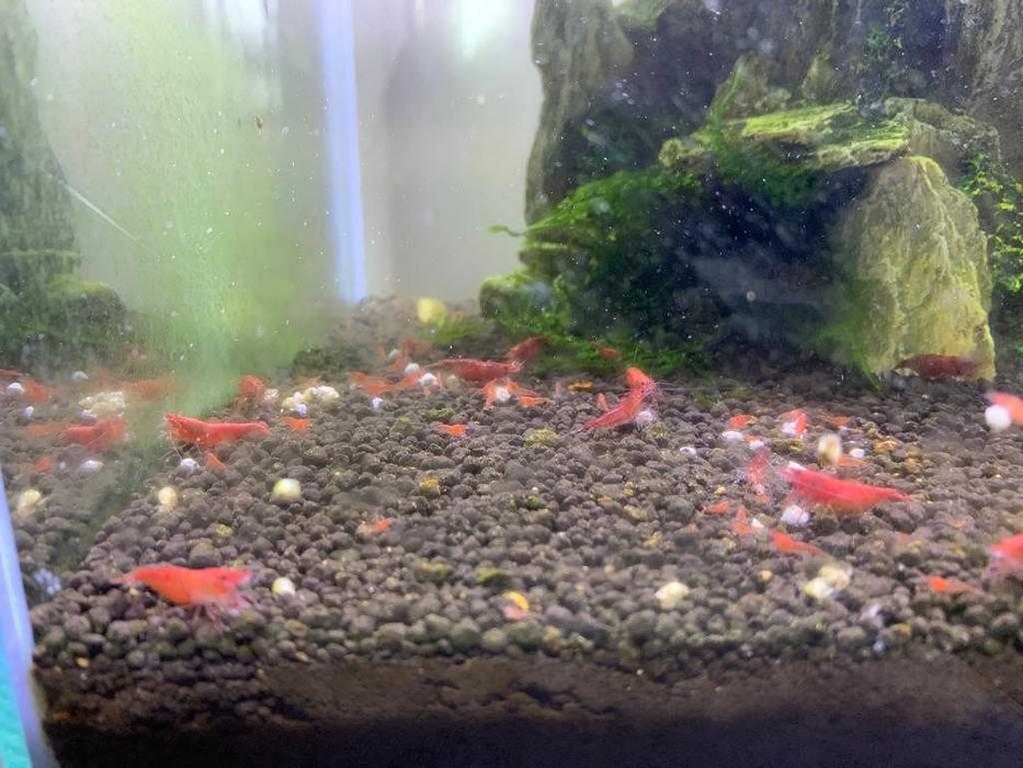 Camarões Neocaridina Red Fire