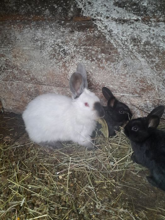 Продам самця каліфорнії.