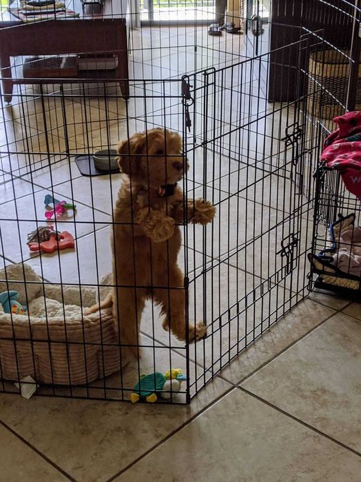 Клітка манеж с дверкой 180х60х76 см клетка для собак кошек щенков