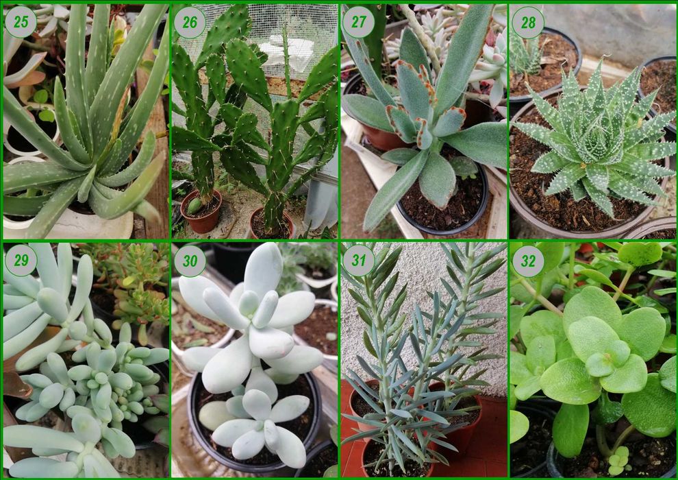 Catos e Suculentas - plantas em vaso