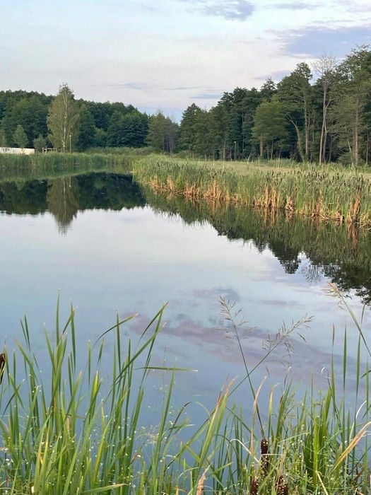 Дом с большим участком и озерами в лесу