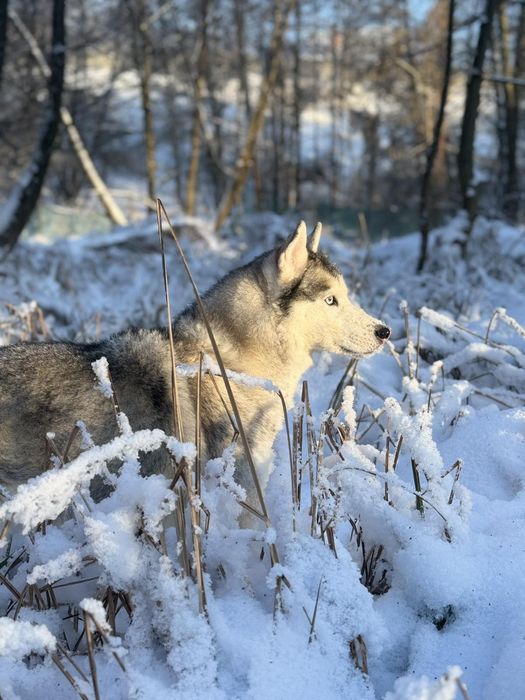 Віддам Хаскі дівчинка