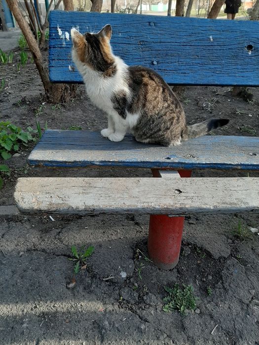 Кошка, стерилизована, 2 года