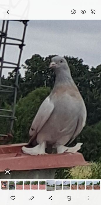 Takla Turecka gołąbki  akrobatyczne
