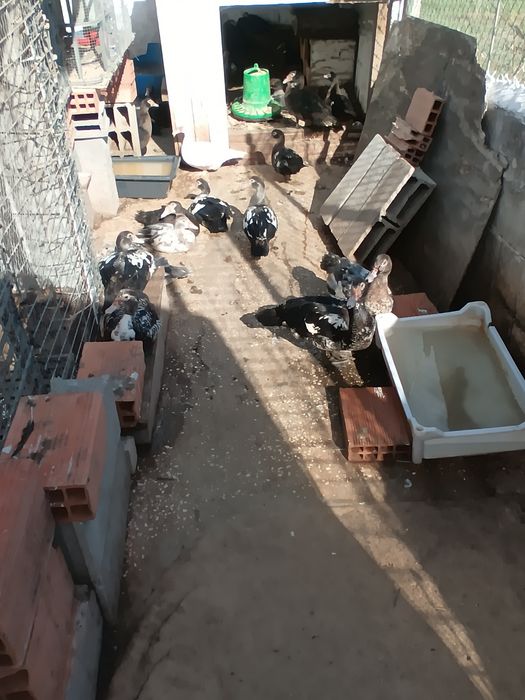Patos mudos caseiros biológicos  promoção