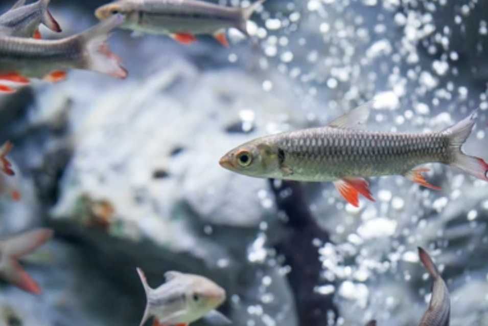 Brzanka jednopręga - Leptobarbus hoevenii - dowóz, wysyłka