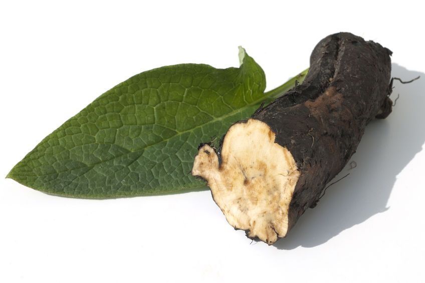 Żywokost lekarski korzeń świeży 2kg