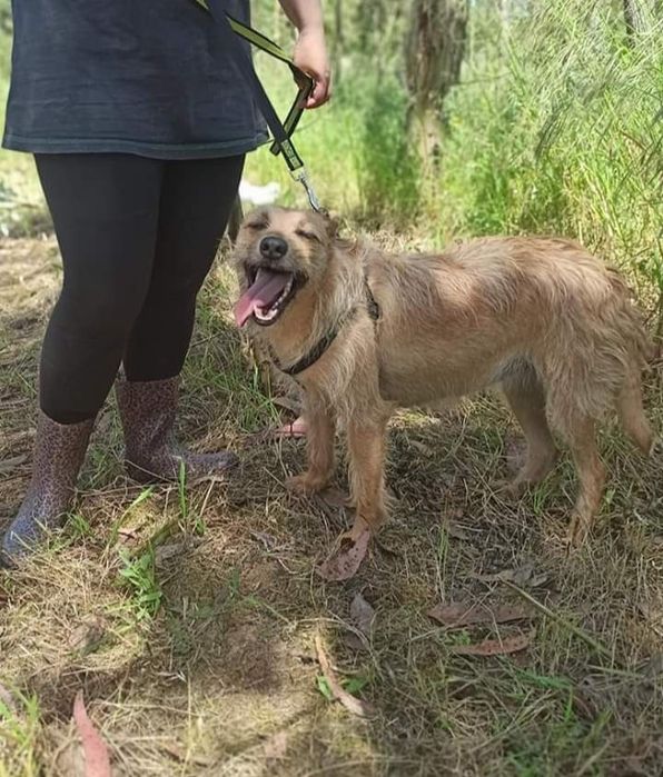 Francisca- Cachorra de porte médio para adoção