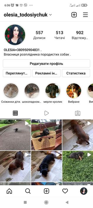 Аліментний хлопчик карликових такс