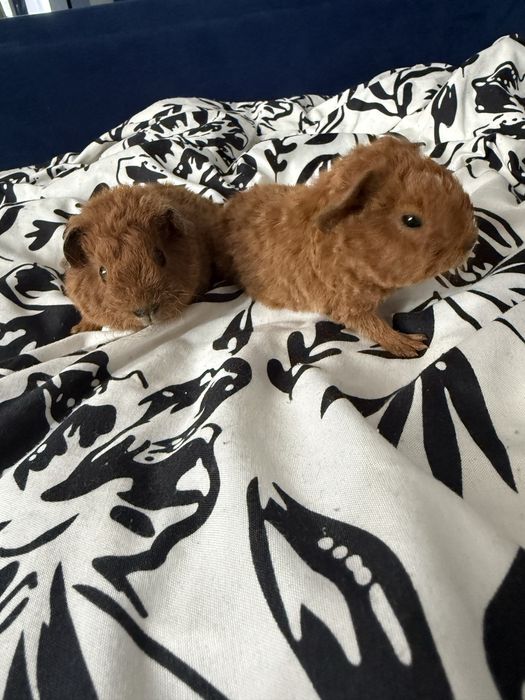 Samczyki us teddy calfornia